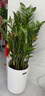 【金錢樹】盆栽客廳室內(nèi)植物錢串子大型發(fā)財綠植喬遷開業(yè)送盆花卉 20-25株金錢樹0.9-1.1米羅馬柱盆 送肥料 曬單實拍圖