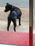狗狗避孕褲母狗防交配例假生理褲專用狗發(fā)情褲防交配防小狗神器 淺藍(lán)色 XL碼-超大型犬（腰圍50-59cm） 送三個生理棉片 曬單實(shí)拍圖