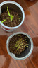 【春季】植物創(chuàng)意小盆栽栽培桌面迷你綠植草莓向日葵種植種子盲盒 植物盲盒（隨機5罐）種植小盆栽 曬單實拍圖