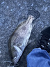 犀瓦力新款遠(yuǎn)投紡車輪錨魚(yú)輪大物金屬斜口淺線杯海釣3500-10000路亞輪 10000型-高順滑 曬單實(shí)拍圖