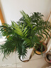 中夢(mèng)富貴椰子散尾葵盆栽袖珍椰子 鳳尾竹室內客廳大型綠植 盆景 50—70厘米高 不含盆 曬單實(shí)拍圖