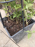 凝慧鐵線(xiàn)蓮花苗爬藤植物庭院陽(yáng)臺盆栽地栽重瓣大花攀援花卉 紅明顯 鐵線(xiàn)蓮【40-60厘米高】 曬單實(shí)拍圖