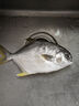 鴻鑫水產(chǎn)新鮮海捕二去金鯧魚(yú)深海平魚(yú)鮮活速凍特大號湛江金昌魚(yú)海鮮禮盒裝 免處理金鯧魚(yú)1000g兩條真空裝 曬單實(shí)拍圖