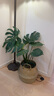 臨雅提根龜背竹綠植盆栽室內客廳桌面大型凈化空氣懶人好養活高級植物 提根龜背竹70-90cm+帶把草編盆 曬單實(shí)拍圖