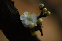 蔡司（ZEISS）Milvus獵鷹超廣角定焦F1.4/50佳能全畫幅單反鏡頭手動(dòng)對(duì)焦大光圈尼康口風(fēng)光攝影 Milvus 1.4/50 ZF.2 尼康口 曬單實(shí)拍圖