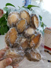 三去鮑魚肉 純鮑魚肉活鮑加工熟凍無殼免處理節(jié)日送禮 鮑魚肉500g40-56粒 曬單實拍圖