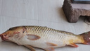 美人魚（Mermaid）魚線主線子線魚線套裝競技釣線臺釣線三代魚線30米三色線 子線2.0 曬單實(shí)拍圖