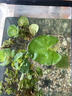 瘋狂水草浮萍水草養(yǎng)魚水草凈化水質魚缸造景一葉蓮水芙蓉植物直接入缸 經典套餐 曬單實拍圖