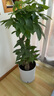 臨雅步步高發(fā)財樹(shù)三桿原生客廳大盆栽大型綠植喬遷新居辦公室開(kāi)業(yè)送禮 三桿步步高1.3-1.4米+白色圓柱盆 曬單實(shí)拍圖