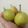感光之水海南玉菇甜瓜  新鮮水果當季正宗冰淇淋蜜瓜小香瓜 順豐包郵白瓜 精選凈重8-8.8斤【2-5個】超值裝 曬單實拍圖