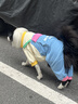 MIKI PAD狗狗衣服中大型犬春秋款柴犬金毛邊牧拉布拉多狗狗四腳衣大狗衣服 多巴胺撞色背帶褲 5XL背長60cm（參考體重45-55斤） 曬單實拍圖