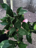 霆環(huán)四季香妃茶花濃香型山茶花樹(shù)庭院室內好養五色赤丹茶花樹(shù)苗花卉植 精品五色 5年苗花期花苞多多 曬單實(shí)拍圖