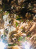 骉祥日曬海發(fā)菜干貨特級頭發(fā)菜海藻菜龍須菜發(fā)菜絲特產(chǎn)菜250克y 500g 曬單實(shí)拍圖