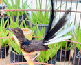 四喜鳥飼料八哥營養(yǎng)鳥食亮羽壯膘提性促鳴叫畫眉繡眼玉鳥混合鳥糧 500g 1袋 【提性壯膘】 曬單實拍圖
