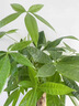 辦公室桌面室內綠植小盆栽奶油風(fēng)擺件四季好養室內吸甲醛凈化空氣 五福發(fā)財樹(shù)+米色提拉米蘇陶瓷盆+鋪面石 曬單實(shí)拍圖