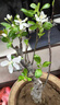 垂絲海棠盆栽植物室內外好養植物老樁海棠花盆景樹(shù)苗冬季耐寒花卉 西府海棠 6年苗 曬單實(shí)拍圖