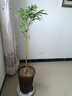 老樁金絲佛肚竹羅漢竹黃金竹室內(nèi)桌面客廳竹綠植竹子盆栽盆景 【特級(jí)珍藏版】1桿高1米至1.2米 曬單實(shí)拍圖