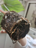 智利進(jìn)口毛毛蟲(chóng)水苔七星干苔蘚蝴蝶蘭花專(zhuān)用土基質(zhì)烏龜冬眠墊材 智利毛毛蟲(chóng)水苔50g【體驗裝】 曬單實(shí)拍圖