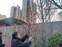 仿真桃花枝假臘梅花樹枝櫻花塑料花干花落地客廳絹花擺件室內(nèi)裝飾 60厘米粉色桃花（10支） 無花瓶 曬單實拍圖