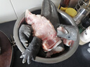 從都園順豐包郵娃娃魚(yú)活體生鮮大鯢海鮮水產(chǎn)鮮活淡水魚(yú)肉質(zhì)鮮美3-18斤 一條15斤 曬單實(shí)拍圖