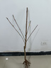 素顏樹(shù)莓苗山月莓黃樹(shù)莓苗當年結果盆栽地栽果樹(shù)苗南方北方種植覆盆子 金樹(shù)莓 10年苗 曬單實(shí)拍圖