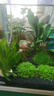 瘋狂水草坨草水草造景魚(yú)缸造景植物布景水培綠植草丹麥小坨草源頭直發(fā)包郵 曬單實(shí)拍圖