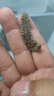 野生100只純大連海參孕婦放心吃干貨淡干海刺參 20只黑刺王（3-4厘米） 深海淡干海參 曬單實(shí)拍圖