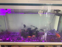 長銳（CHANGRUI）長銳魚缸客廳大型造景生態(tài)超白玻璃家用辦公室免換水水族箱 直角 直角超白/1.2米長 曬單實拍圖