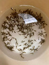土鯪魚(yú)魚(yú)苗活體飼料魚(yú)魚(yú)料小雜魚(yú)活魚(yú)喂鱖魚(yú)喂烏龜喂金龍鱸魚(yú)桂花 飼料魚(yú)活魚(yú)2-4厘米50條送20% 曬單實(shí)拍圖