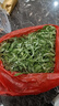艾草新鮮食用清明草艾蒿當(dāng)季蔬菜生艾草葉艾粄糍粑青團(tuán)現(xiàn)摘嫩艾葉 1000g 曬單實(shí)拍圖
