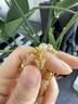 五臺(tái)山招財(cái)扎基拉姆金蓮花無(wú)面佛水晶手串平安轉(zhuǎn)運(yùn)黃水晶女款旺財(cái)手鏈 扎基拉姆水晶手串 曬單實(shí)拍圖