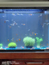 寶貝故事（BABY STORY）生態(tài)魚(yú)缸水族箱 玻璃魚(yú)缸客廳家用免換水魚(yú)缸懶人魚(yú)缸一體缸熱彎 60長(zhǎng)30寬50高 香檳色魚(yú)缸+過(guò)濾+燈 曬單實(shí)拍圖