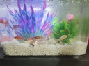 京噶仿真假水草裝飾魚(yú)缸造景植物塑料假花擺件水族箱草缸造景仿真樹(shù) 5cm高 仿真莫斯小草堆 2綠 1紅 曬單實(shí)拍圖
