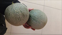 山東玫瓏網(wǎng)紋瓜10斤冰淇淋口感香甜可口當季水果蜜瓜季節(jié)甜瓜批發(fā) 玫瓏蜜瓜凈重2.5-3斤(1個裝) 曬單實拍圖