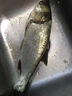 夢達黑鴨子方塊餌鰱鳙瘋暴野釣大頭海桿拋竿風暴酸臭巨物翻板鉤魚餌料 瘋暴紅綠(正常)奶腥攻青草鳊鰱 曬單實拍圖
