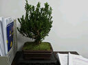 自然空間黃楊盆景植物綠植盆景 漢方紫砂冠幅球形黃楊+250鏤空座 源頭直發(fā) 曬單實拍圖