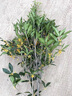 傾潤原生桂花樹(shù)苗高桿桂花大樹(shù)庭院地栽濃香型丹桂金桂盆栽四季桂花苗 四季金黃桂 4公分1.7-1.8米高全冠幅當年開(kāi)花 曬單實(shí)拍圖