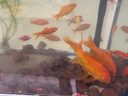 JCZS火山石魚(yú)缸專(zhuān)用水草泥生態(tài)魚(yú)缸造景水族墊底砂顆粒古法養魚(yú)材料濾 紅火山石3-5厘米【5斤】精篩 曬單實(shí)拍圖