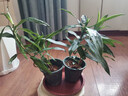 正宗金心百合竹真花真綠植室內(nèi)四季植物懶人容易養(yǎng)活美觀陽(yáng)臺(tái)客廳 金心百合竹20cm帶側(cè)芽（造型款） 曬單實(shí)拍圖