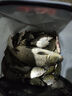 柏羽真發(fā)酵玉米麥粒雜糧打窩料釣魚(yú)餌料魚(yú)餌野釣黑坑底窩鯉魚(yú)鳊魚(yú)草魚(yú) 真發(fā)酵玉米(不是真發(fā)酵直接退） 2500克桶裝(果味)25度以上效果好 曬單實(shí)拍圖