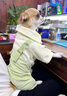 阿莫爾寵物狗狗衣服可牽引比熊雪納瑞中小型犬泰迪春秋裝薄款四腳背帶褲 韓版背帶褲【可牽引】 XS(建議1-3斤具體參考胸圍背長) 曬單實拍圖