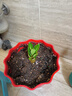 SMMIO沙漠玫瑰小苗盆栽植物辦公桌面盆景室內(nèi)老樁綠植 高度710 m m 不含盆 曬單實(shí)拍圖
