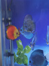 仟湖魚(yú)缸觀(guān)賞魚(yú)專(zhuān)用鹽殺菌消毒新缸養魚(yú)水族用鹽礦物鹽熱帶魚(yú)凈水海鹽 500g*5包觀(guān)賞魚(yú)鹽 曬單實(shí)拍圖