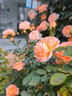 京悠雨果汁陽(yáng)臺(tái)月季盆栽四季開(kāi)花卉玫瑰鮮花帶花苞陽(yáng)臺(tái)爬藤植物薔薇花苗 果汁陽(yáng)臺(tái)15cm 含盆 曬單實(shí)拍圖