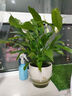 傣花白掌一帆風(fēng)順盆栽水培植物綠蘿籮花卉室內花綠植紅掌發(fā)財樹(shù)吸甲醛 精品白掌4-6株帶花+原盆+營(yíng)養液【帶花發(fā)貨  買(mǎi) 含盆 曬單實(shí)拍圖