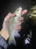 巨鰭王日本進(jìn)口浮漂套裝全套高靈敏加粗醒目野釣魚漂套裝輕口淺水鯽魚漂 6支白天漂【高靈敏野釣鯽魚套裝一】水中仙 曬單實(shí)拍圖