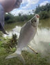 谷蜀香釣魚小藥強(qiáng)效誘魚添加劑冬季野釣鯽鯉魚小藥正品千里香噴霧誘魚劑 一瓶體驗(yàn)裝（爆護(hù)小藥） 曬單實(shí)拍圖
