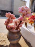 稀有奶酪多肉植物室內盆栽精品種湯圓桃蛋花卉植物好養易活綠植物 水蜜桃奶酪(4頭)小樁5-7厘米 不含盆 曬單實(shí)拍圖