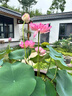 重瓣荷花盆栽水養花卉池塘水培植物大型觀(guān)賞蓮花種藕苗濃香四季開(kāi) 艷紅/3顆裝精選種苗 裸根不帶土 曬單實(shí)拍圖