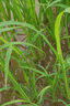 小米草種子魚塘專用水草植物種子耐高溫龍蝦魚蟹養(yǎng)殖專用牧草種籽 【優(yōu)選雀葉稗】小米草種子 5斤純籽【優(yōu)選正品】 曬單實拍圖